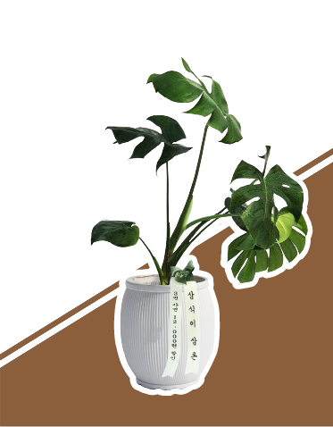 삼식이삼촌 화분